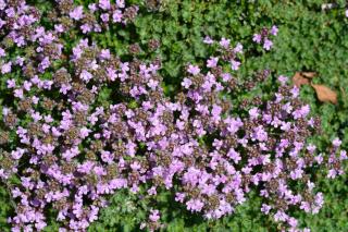 thymus-hirsutus-thym-hirsute thymus hirsutus - thym hirsute