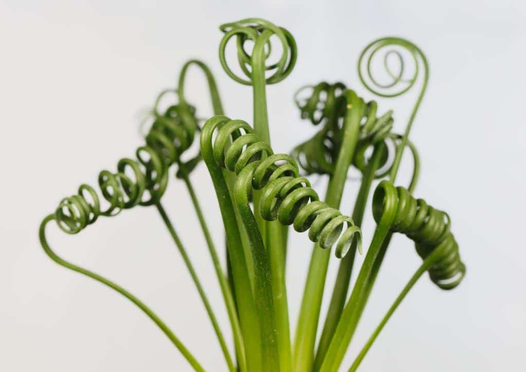 Albuca spiralis