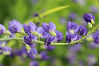 Baptisia-australis-fleur Baptisia australis fleur