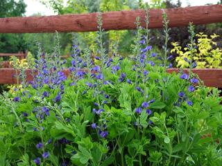 Baptisia-australis-lupin-indigo-culture-et-entretien Baptisia australis - lupin indigo - culture et entretien