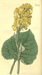 Ligularia-sibirica Ligularia sibirica