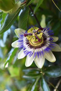 Passiflora-caerulea Passiflora caerulea