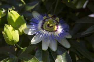 Passiflora-caerulea-Passiflore-bleue Passiflora caerulea - Passiflore bleue