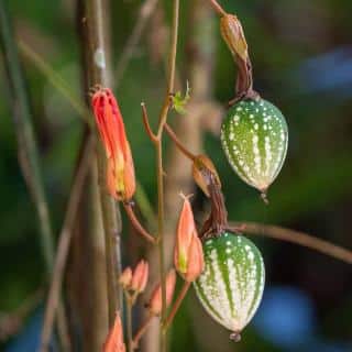 Passiflora-vitifolia-Fruits Passiflora vitifolia - Fruits