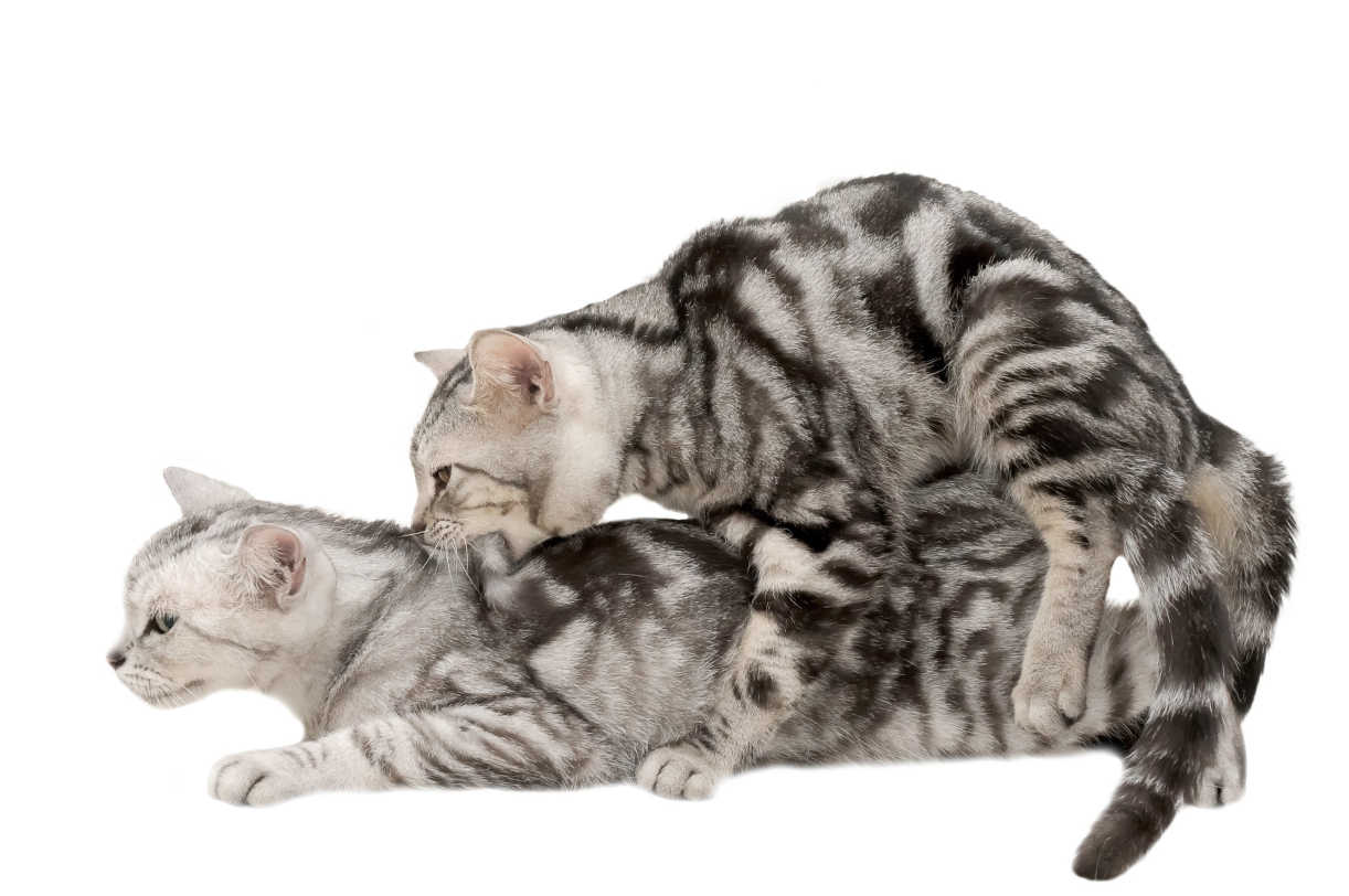 accouplement chat