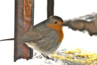 attirer-rouge-gorge Comment attirer le rouge-gorge au jardin