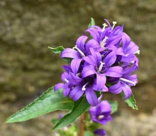 campanula-glomerata campanula glomerata