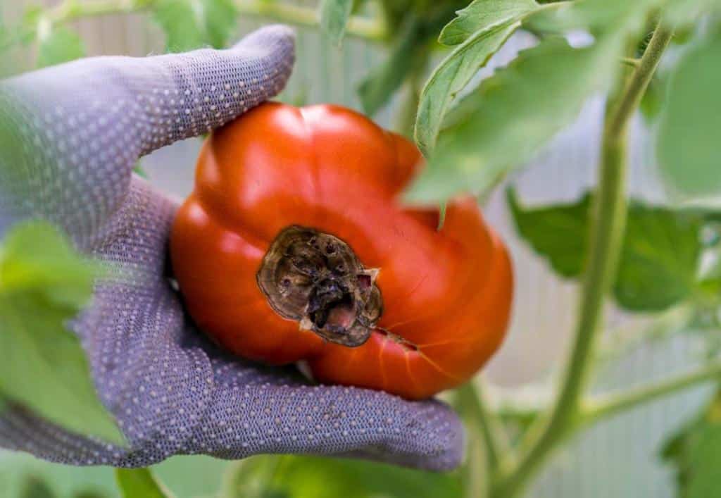 cul-noir-tomate