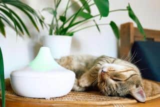 diffuseur-pheromone-apaisante-chat diffuseur phéromone apaisante pour chat