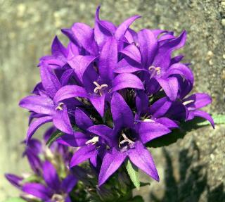 entretien-campanula-glomerata-campanule-a-bouquet entretien campanula glomerata - campanule a bouquet