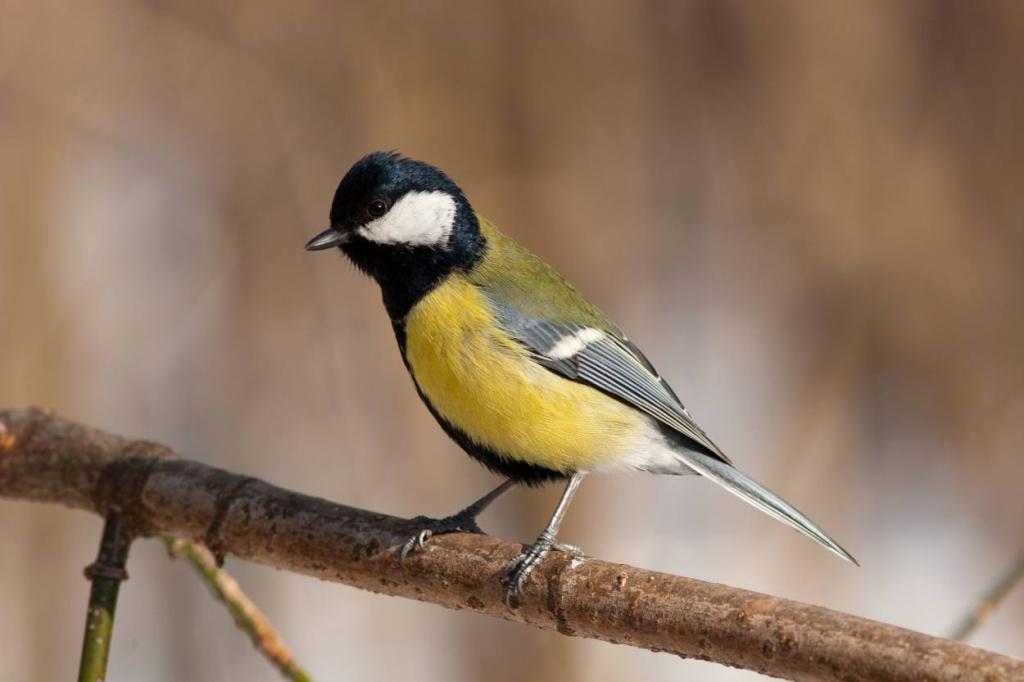 Mésange charbonnière - Parus Major