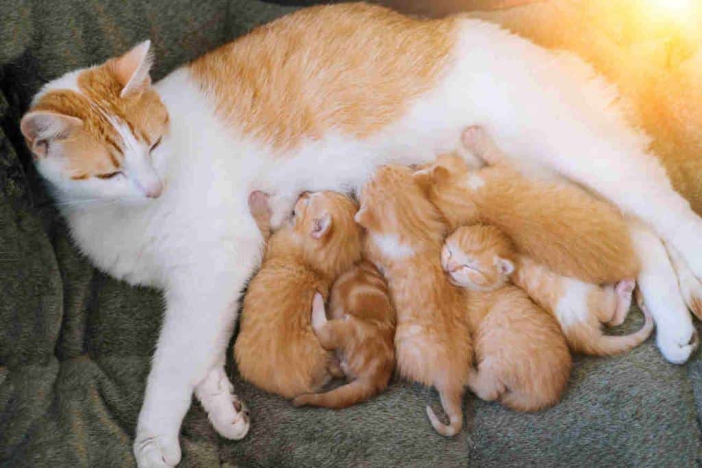 mise bas chatte