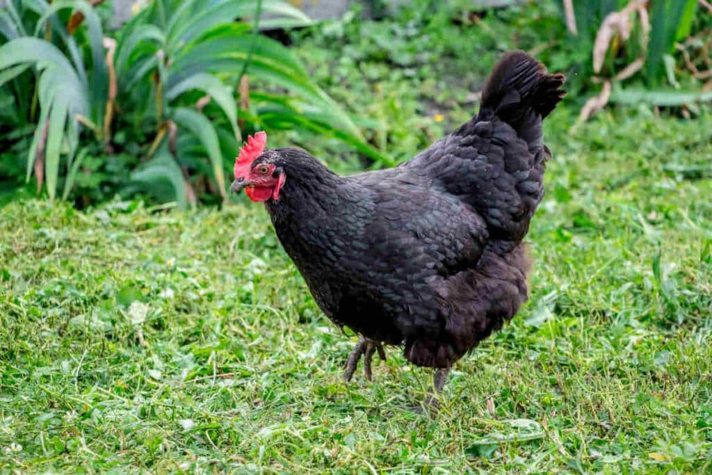 Poule de Janzé et frelon asiatique