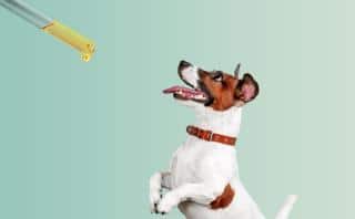 vermifuges-naturels-chien vermifuge naturels chien