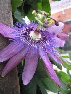 Passiflora-Amethyst Passiflora Amethyst
