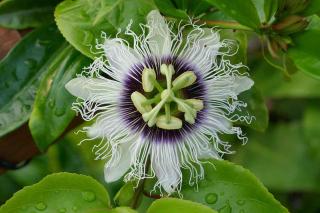 Passiflora-edulis Passiflora edulis