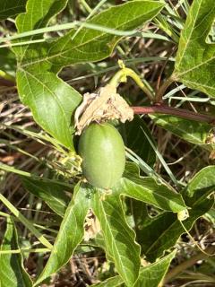 Passiflora-incarnata-Fruit Passiflora incarnata - Fruit