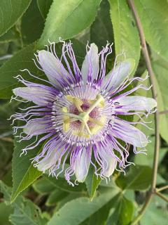Passiflora-incarnata-Passiflore-officinale Passiflora incarnata - Passiflore officinale