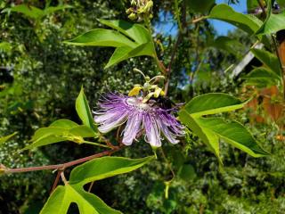 Passiflora-incarnata-Pollinisation Passiflora incarnata - Pollinisation