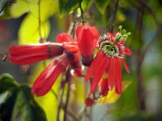 Passiflora-princeps Passiflora princeps