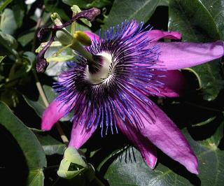 Passiflora-violacea-‘Amethyst Passiflora violacea ‘Amethyst’