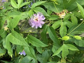Passiflore-officinale-Culture Passiflore officinale - Culture