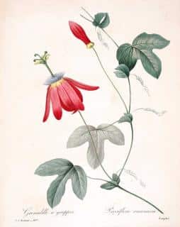 Passiflore-rouge Passiflore rouge