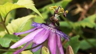 Passiflore-violette-Amethyst Passiflore violette Amethyst