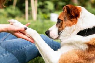 chien-qui-suit-partout-raisons chien qui suit son maître partout les raisons
