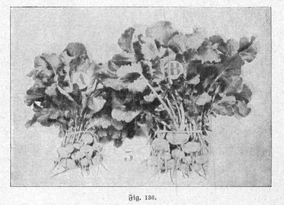 electroculture-legume électroculture