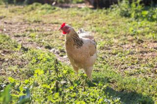 poule-malade-geste-a-adopter poule malade gestes à adopter