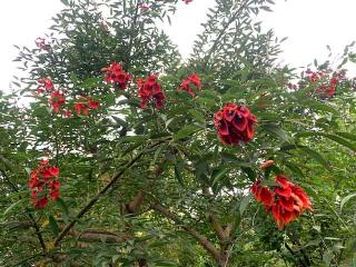 Arbre-corail Arbre corail