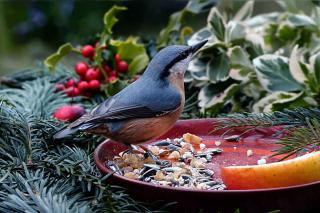 Attirer-Sittelle-torchepot-Sitta-europaea Attirer Sittelle torchepot - Sitta europaea