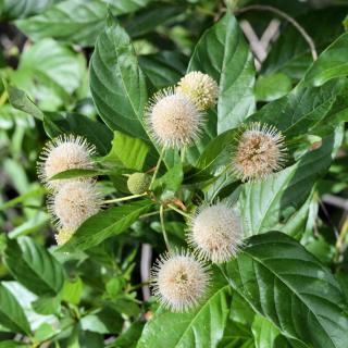 Culture-et-entretien-du-cephalanthus-occidentalis-Cephalanthe-occidental Culture et entretien du cephalanthus occidentalis - Cephalanthe occidental