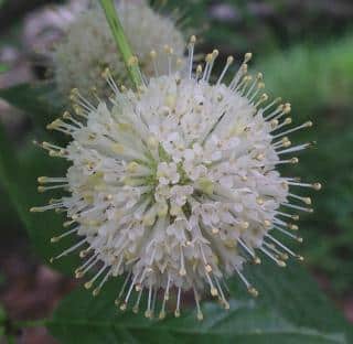 Fleur-de-Cephalanthus-occidentalis-Cephalanthe-occidental Fleur de Cephalanthus occidentalis - Cephalanthe occidental