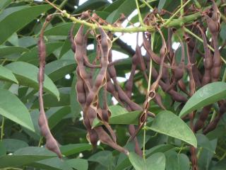 Fruits-Erythrine-Crete-de-coq Fruits - Erythrine Crête-de-coq