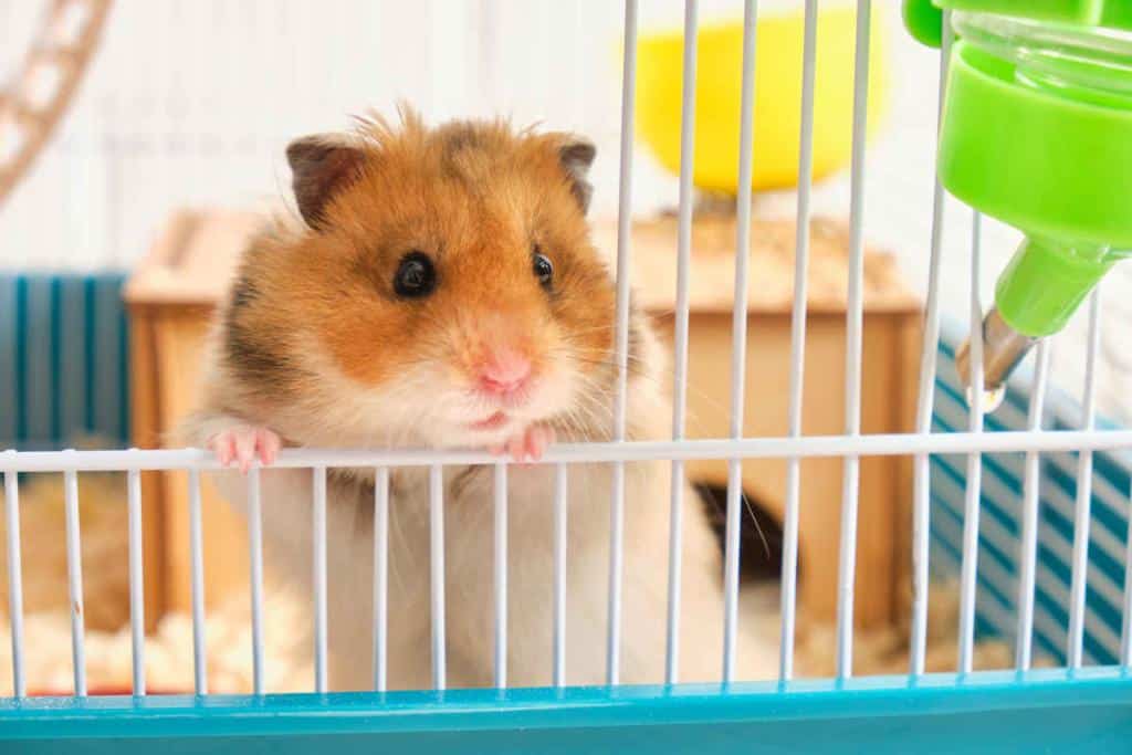 Hamster doré - syrien - Mesocricetus auratus