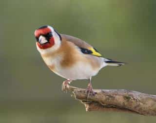 Mode-de-vie-chardonneret-elegant-Carduelis-carduelis Mode de vie chardonneret élégant - Carduelis carduelis