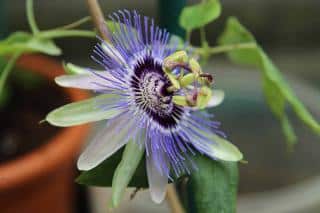 Passiflora-Blaumilch-en-pot Passiflora-Blaumilch-en-pot