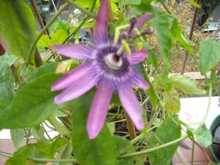 Passiflore-cultivee-en-pot Passiflore-cultivee-en-pot