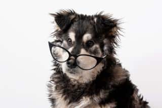 adopter-un-chien-age-avantages Adopter un chien âgé, tous les avantages