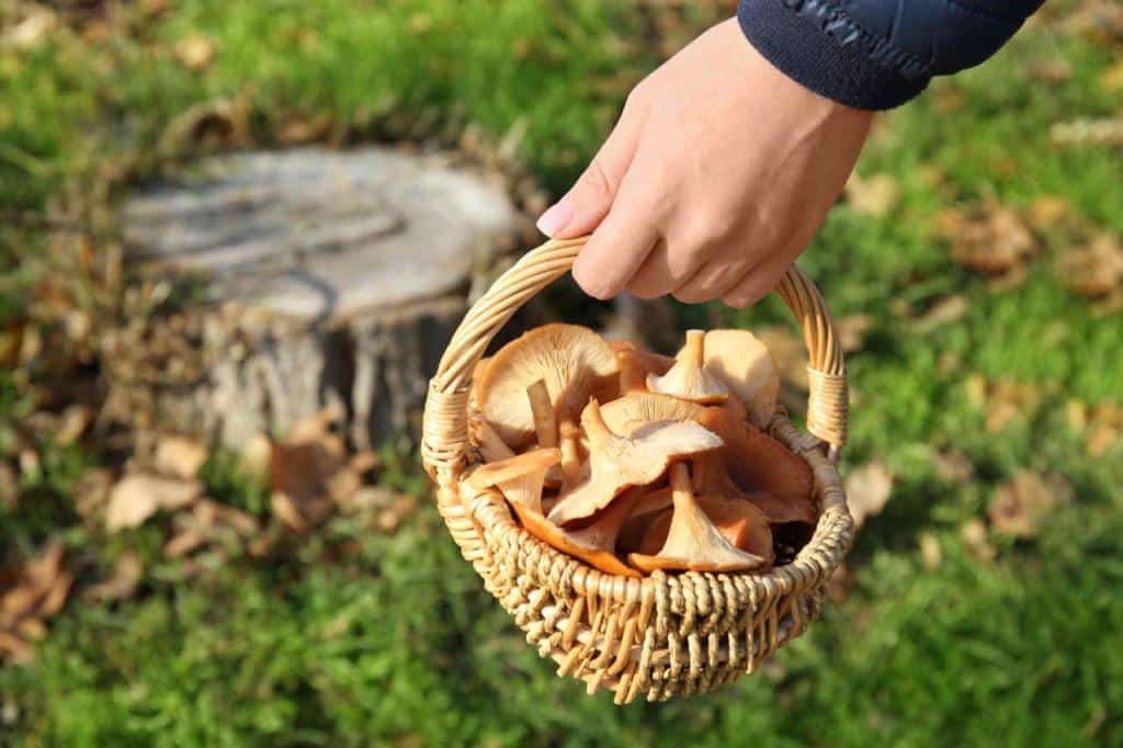 Champignons d'automne, la cueillette