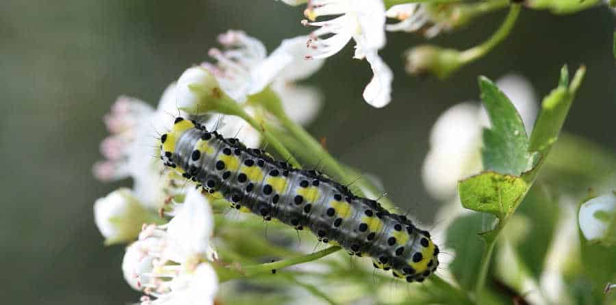 chenilles du jardin