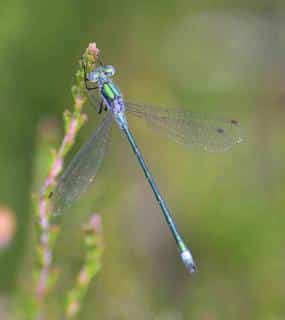 libellule-l-attirer-au-jardin libellule l'attirer au jardin