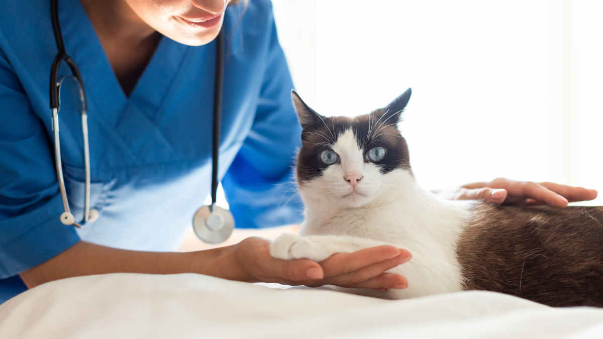 santé du chat maladies