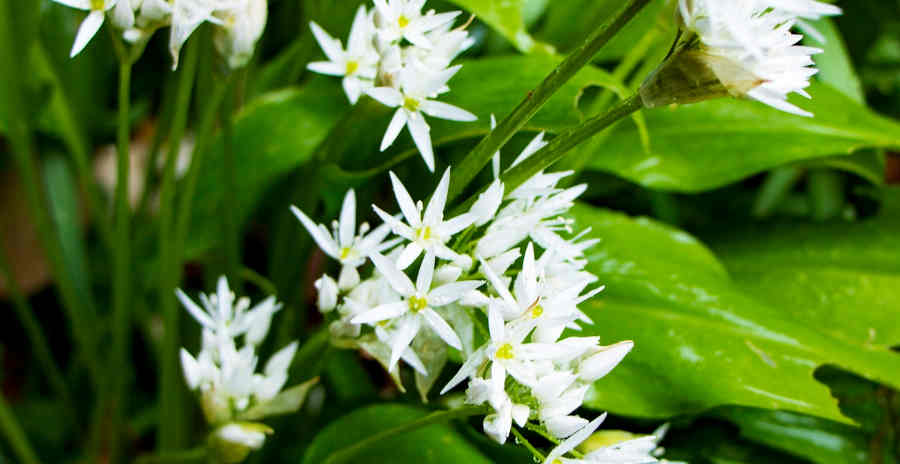 Ail-des-ours