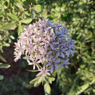 Ail-noir-Ail-des-Indes Ail noir - Ail des Indes