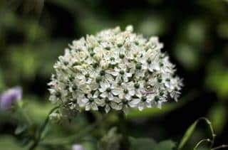 Ail-noir-Allium-nigrum Ail noir - Allium nigrum