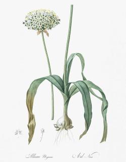 Allium-nigrum Allium nigrum