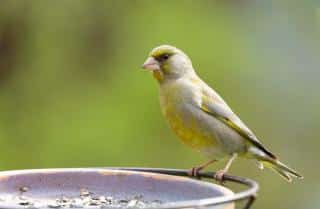 Attirer-Verdier-deurope Attirer Verdier d'europe